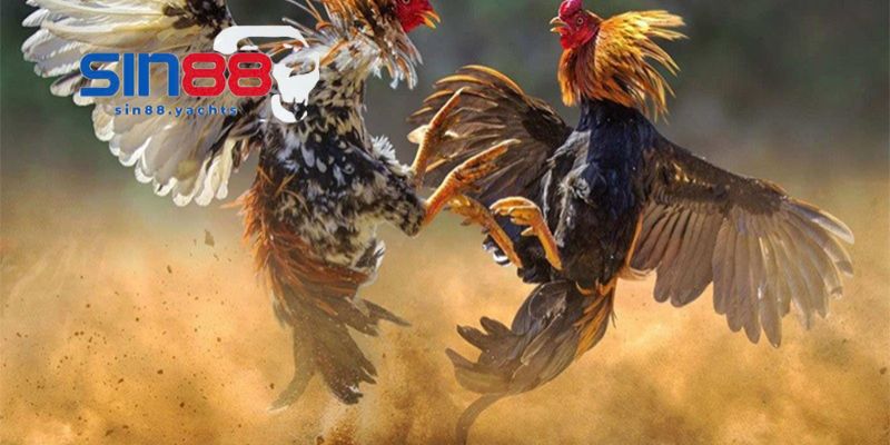 Cách chơi đá gà cựa sắt trên sân chơi cá cược hàng đầu