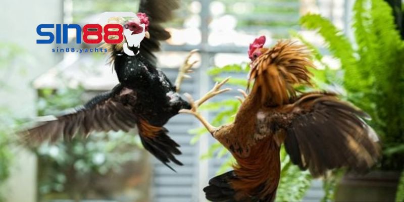 Các loại hình đá gà Sin88 phổ biến trong thị trường game
