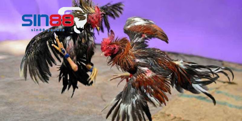 Đá gà Sin88 có gì nổi bật mà thu hút hàng triệu người chơi