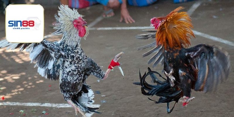 Đá gà cựa sắt với quy tắc đơn giản